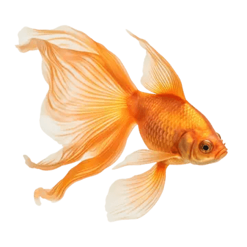 Fish Food